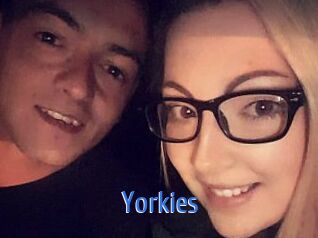 Yorkies